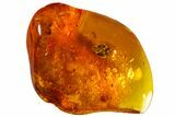 Fossil Thuja Twig Section, Fly and Springtail in Baltic Amber #163471-1
